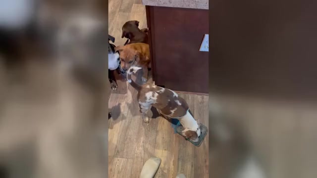 Video preview image #4  Breeder Profile in WESTFIELD, NC, USA