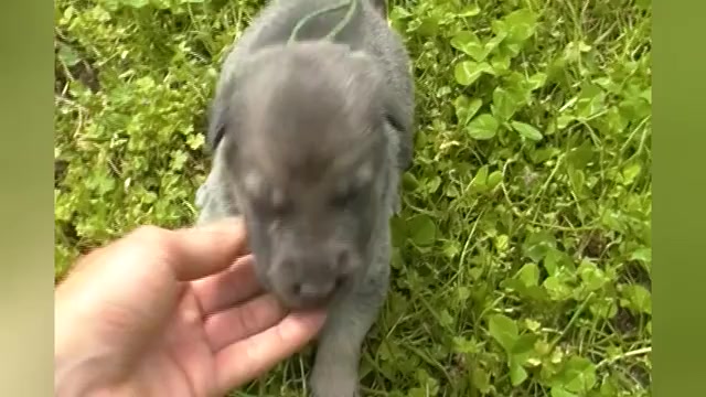 Video preview image #1 German Shepherd Dog Puppy For Sale in PIEDMONT, MO, USA