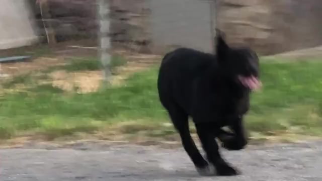 Video preview image #3 German Shepherd Dog Puppy For Sale in NEWVILLE, PA, USA