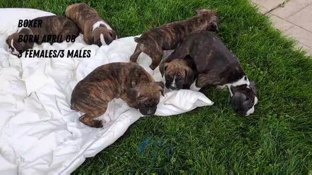 Video preview image #3 Boxer Puppy For Sale in GOSHEN, IN, USA