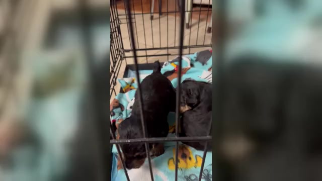 Video preview image #1 Welsh Terrier Puppy For Sale in SAN ANTONIO, TX, USA