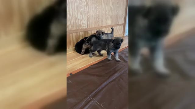 Video preview image #1  Breeder Profile in MADISON HEIGHTS, VA, USA