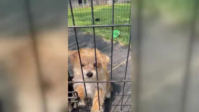 Video preview image #1 Yo-Chon Puppy For Sale in MOUNT PLEASANT, MI, USA