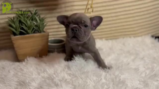 Video preview image #5 French Bulldog Puppy For Sale in SLIDELL, LA, USA