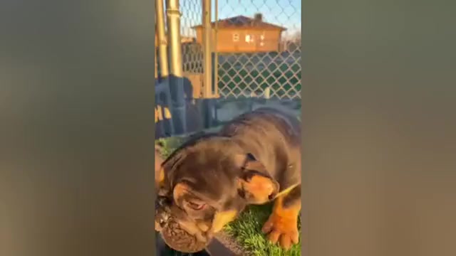 Video preview image #3 English Bulldog Puppy For Sale in SAN FRANCISCO, CA, USA