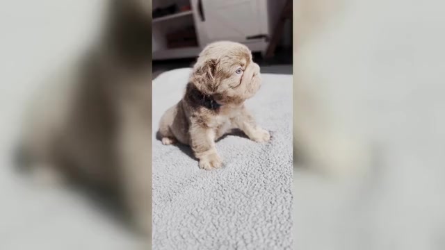 Video preview image #1 French Bulldog Puppy For Sale in PALM CITY, FL, USA