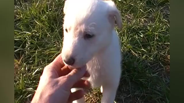 Video preview image #1 German Shepherd Dog Puppy For Sale in PIEDMONT, MO, USA