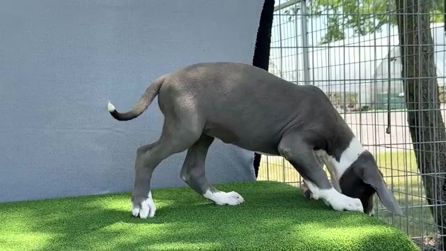 Video preview image #13 Great Dane Puppy For Sale in WAKARUSA, IN, USA