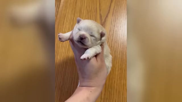 Video preview image #1 Pomeranian Puppy For Sale in ALBANY, NY, USA