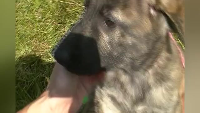 Video preview image #1 German Shepherd Dog Puppy For Sale in PIEDMONT, MO, USA