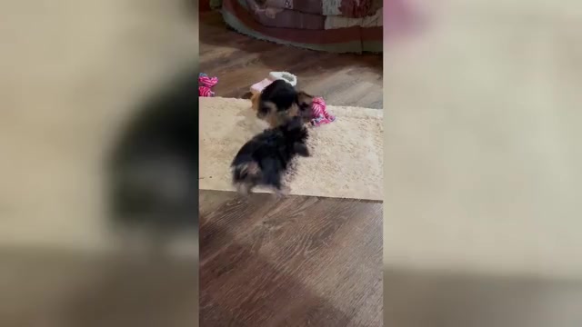 Video preview image #3 Yorkshire Terrier Puppy For Sale in LEWISBURG, KY, USA