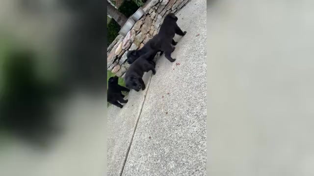 Video preview image #1 German Shepherd Dog Puppy For Sale in HAMILTON, VA, USA
