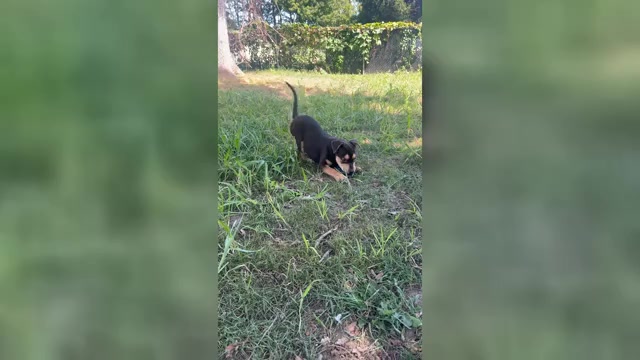 Video preview image #1 American Bully Puppy For Sale in BROCKTON, MA, USA