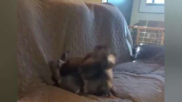 Video preview image #1 Dachshund Puppy For Sale in GULFPORT, MS, USA