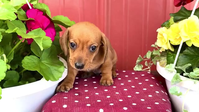 Video preview image #1 Dachshund Puppy For Sale in WAKARUSA, IN, USA