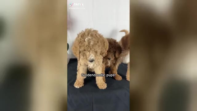 Video preview image #2 Goldendoodle Puppy For Sale in HESPERIA, CA, USA