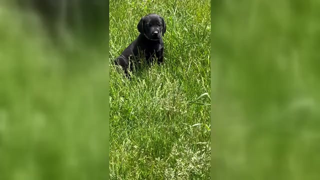 Video preview image #4 Labrador Retriever Puppy For Sale in NEOLA, WV, USA