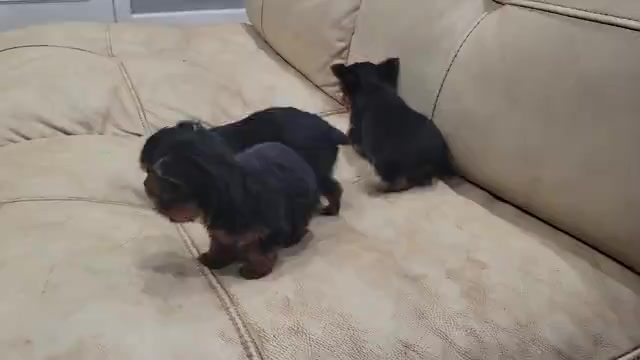 Video preview image #1 Yorkshire Terrier Puppy For Sale in BROOKLAND, AR, USA