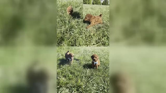 Video preview image #1 Goldendoodle (Miniature) Puppy For Sale in WARSAW, IN, USA