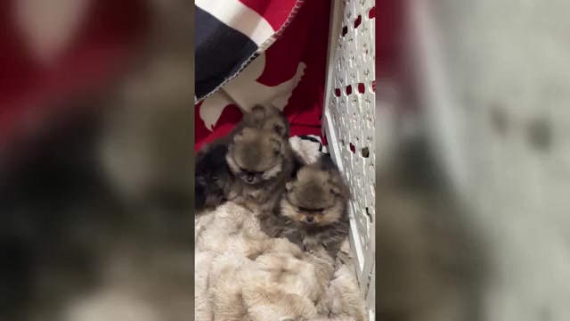 Video preview image #2 Pomeranian Puppy For Sale in CHULA VISTA, CA, USA