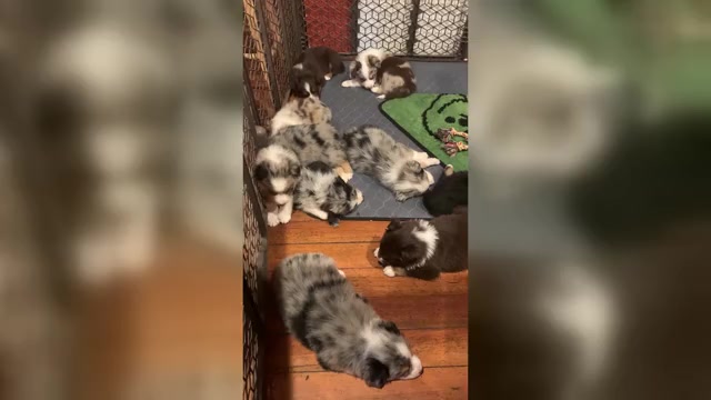 Video preview image #1 Australian Shepherd Puppy For Sale in WHITINGHAM, VT, USA