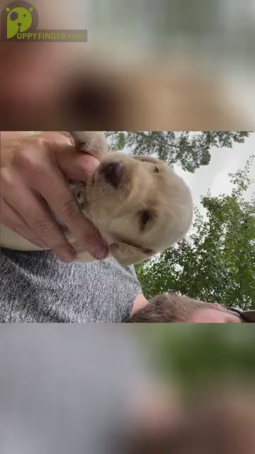 Video preview image #3 Labradoodle Puppy For Sale in GEORGETOWN, SC, USA