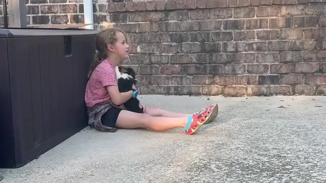 Video preview image #1 Miniature American Shepherd Puppy For Sale in NOLENSVILLE, TN, USA