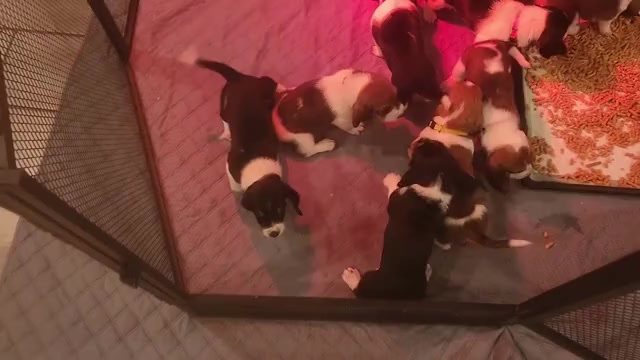 Video preview image #2 Basset Hound Puppy For Sale in BYHALIA, MS, USA