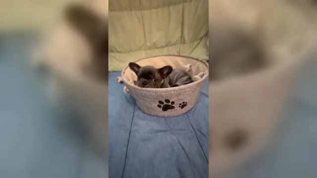 Video preview image #23 French Bulldog Puppy For Sale in ORANGE, TX, USA