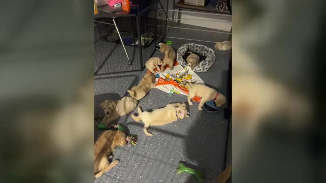 Video preview image #4 Labradoodle Puppy For Sale in FORT LAUDERDALE, FL, USA