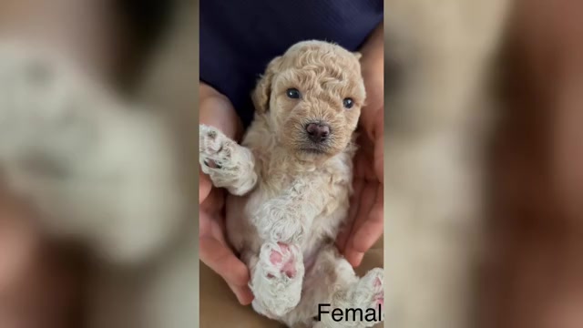 Video preview image #10 Bichpoo Puppy For Sale in NORTH PORT, FL, USA