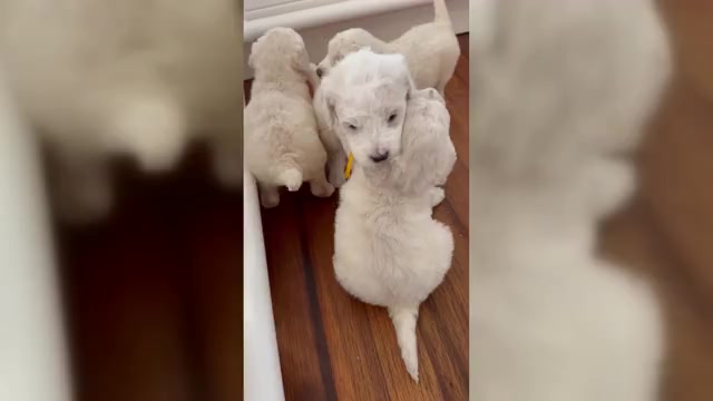 Video preview image #1 Goldendoodle Puppy For Sale in PENSACOLA, FL, USA
