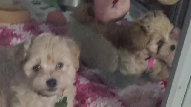 Video preview image #25 Maltipoo (Miniature) Puppy For Sale in SAN ANTONIO, TX, USA