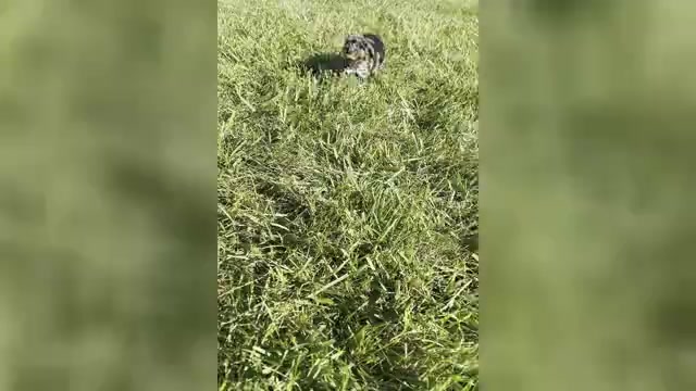 Video preview image #1 Poodle (Toy) Puppy For Sale in WARSAW, IN, USA