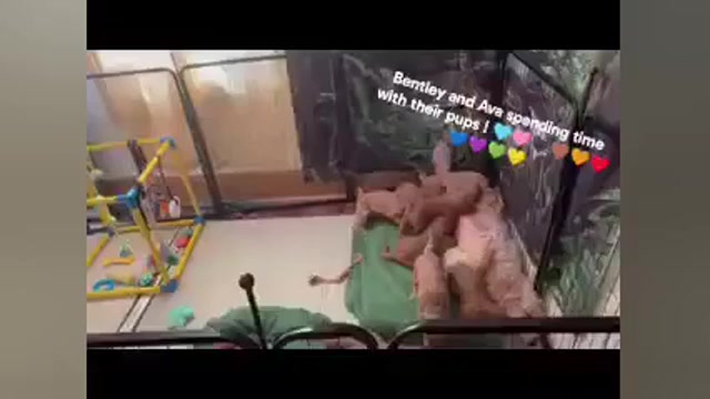 Video preview image #2 Goldendoodle mix (+ Poodle Standard) Puppy For Sale in CLEVELAND, OH, USA