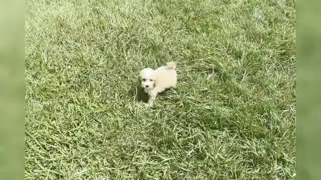 Video preview image #1 Maltipoo Puppy For Sale in WARSAW, IN, USA