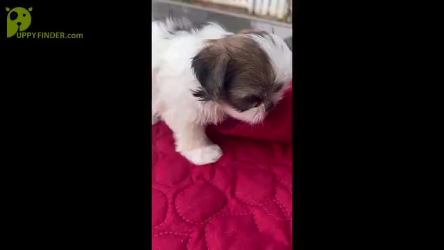 Video preview image #10 Shih Tzu Puppy For Sale in MOORESVILLE, NC, USA