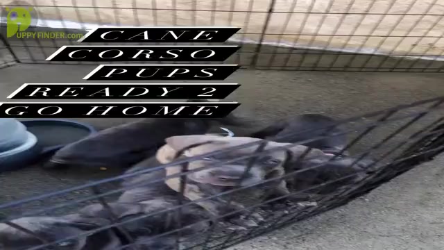Video preview image #1 Cane Corso Puppy For Sale in MODESTO, CA, USA