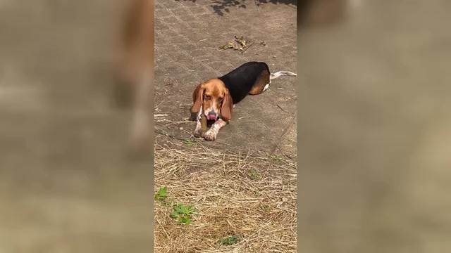 Video preview image #7 Beagle Puppy For Sale in FORT DODGE, IA, USA