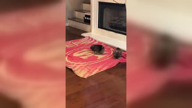 Video preview image #1 Pomeranian Puppy For Sale in CHULA VISTA, CA, USA