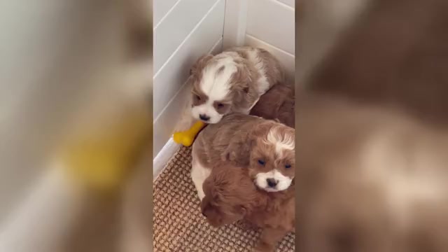 Video preview image #1 Cavapoo (Miniature) Puppy For Sale in CEDAR CITY, UT, USA