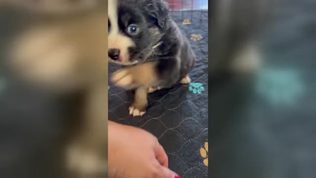 Video preview image #1 Miniature Australian Shepherd Puppy For Sale in BROOKER, FL, USA