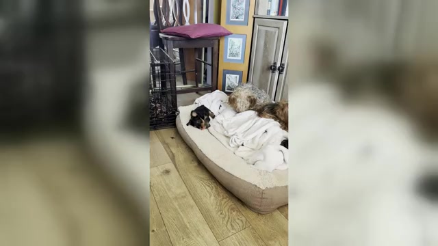 Video preview image #5 Yorkshire Terrier Puppy For Sale in PALMDALE, CA, USA