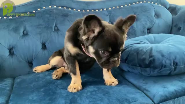 Video preview image #2 French Bulldog Puppy For Sale in ANCHORAGE, AK, USA