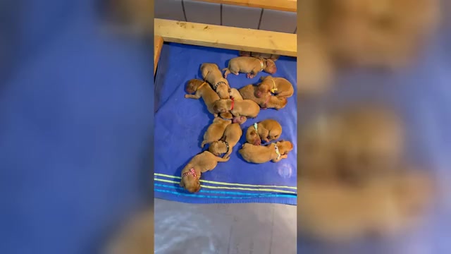 Video preview image #2 Labrador Retriever Puppy For Sale in BLUFF DALE, TX, USA