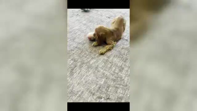 Video preview image #5 Cocker Spaniel Puppy For Sale in WARSAW, IN, USA