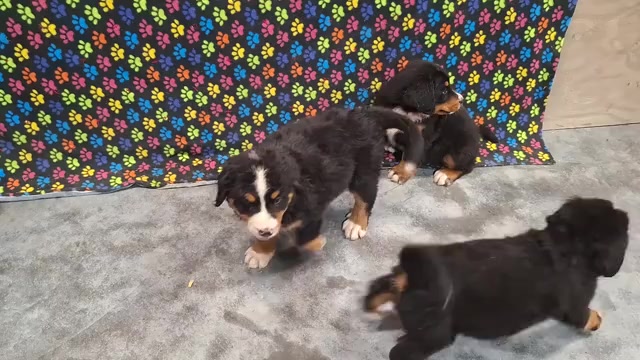 Video preview image #2 Bernese Mountain Dog Puppy For Sale in MEMPHIS, MO, USA