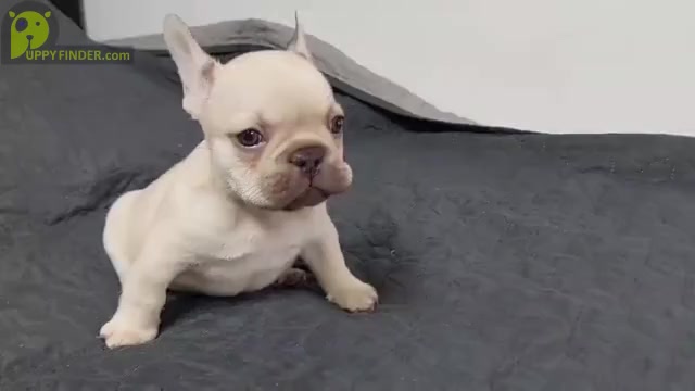 Video preview image #2 French Bulldog Puppy For Sale in BOSTON, MA, USA