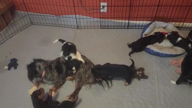 Video preview image #2 Aussalier Puppy For Sale in ATHOL, ID, USA