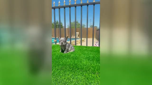 Video preview image #5 French Bulldog Puppy For Sale in BROOKLYN, NY, USA